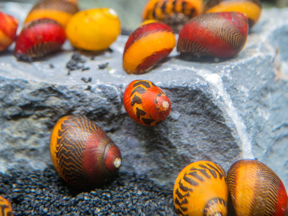 Assorted Racer Nerite Snail