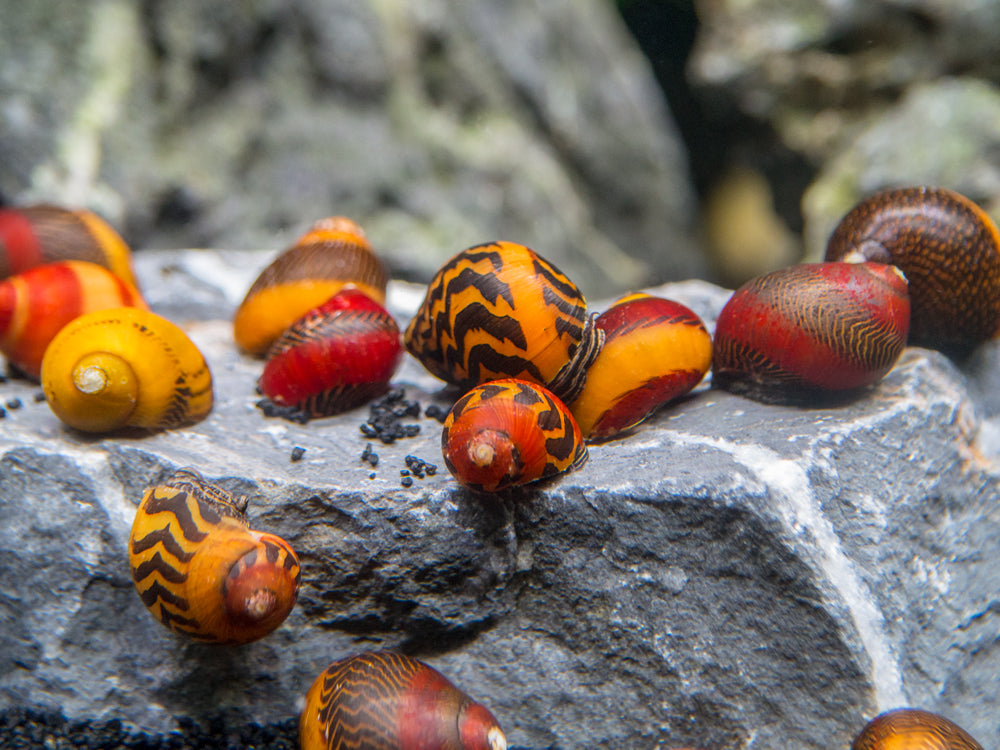 Assorted Racer Nerite Snail