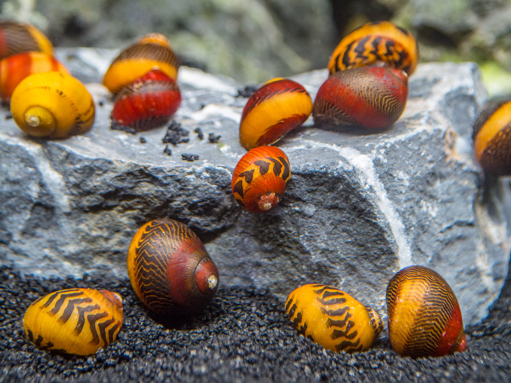 Red and Gold Racer Nerite Snail Combo - Aquatic Arts on sale today for ...