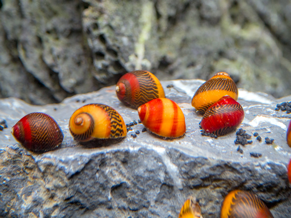 Assorted Racer Nerite Snail