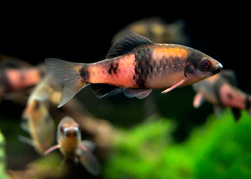 Crimson Reds Fish Red Barb Fish