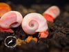 Bright Red Ramshorn Snails (1/4