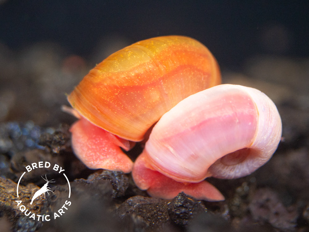 Bright Red Ramshorn Snails (1/4" to 1")