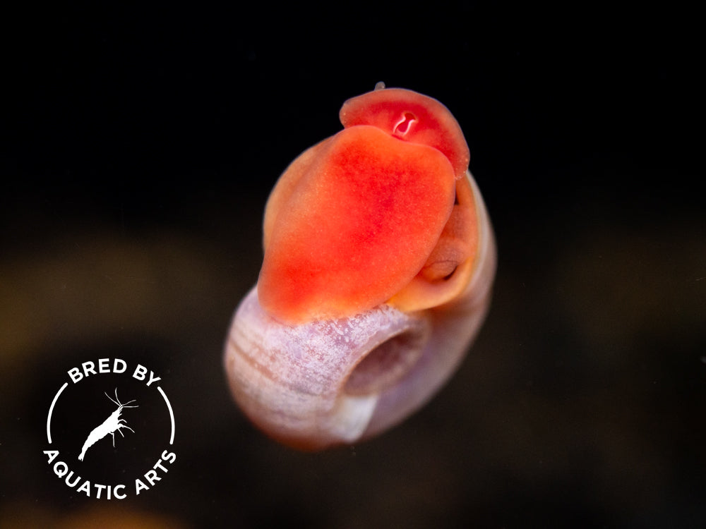 Bright Red Ramshorn Snails (1/4" to 1")