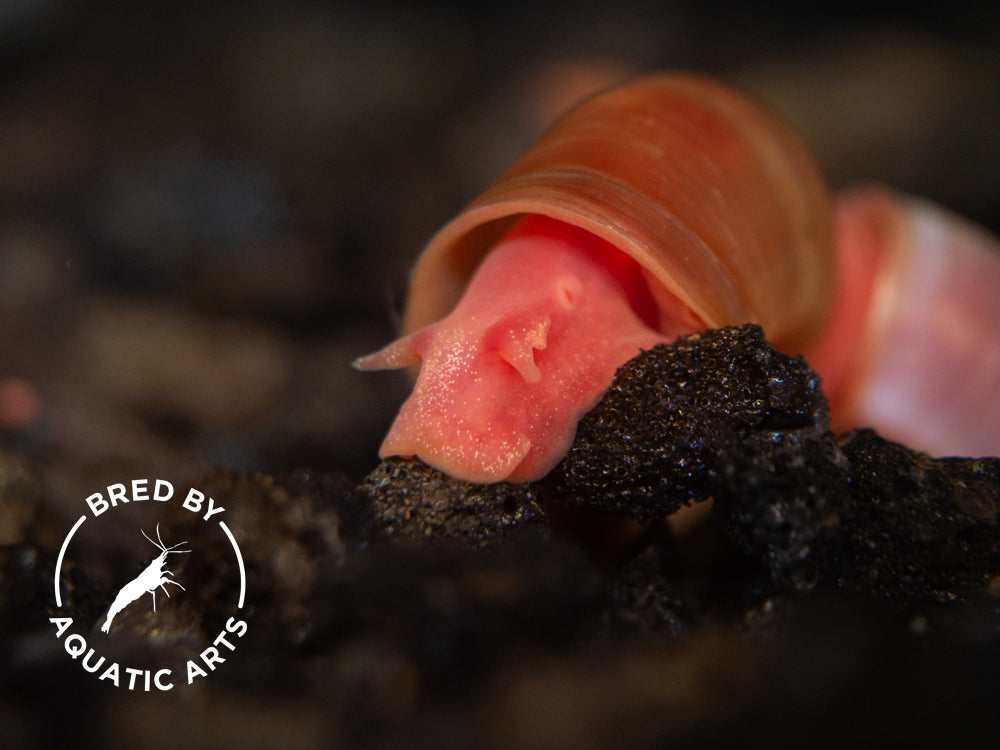 Bright Red Ramshorn Snails (1/4" to 1")