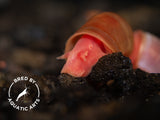 Bright Red Ramshorn Snails (1/4