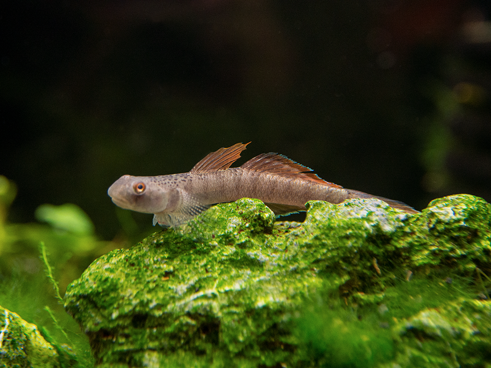Orange Fin Stiphodon Goby (Stiphodon maculidorsalis) - Aquatic Arts