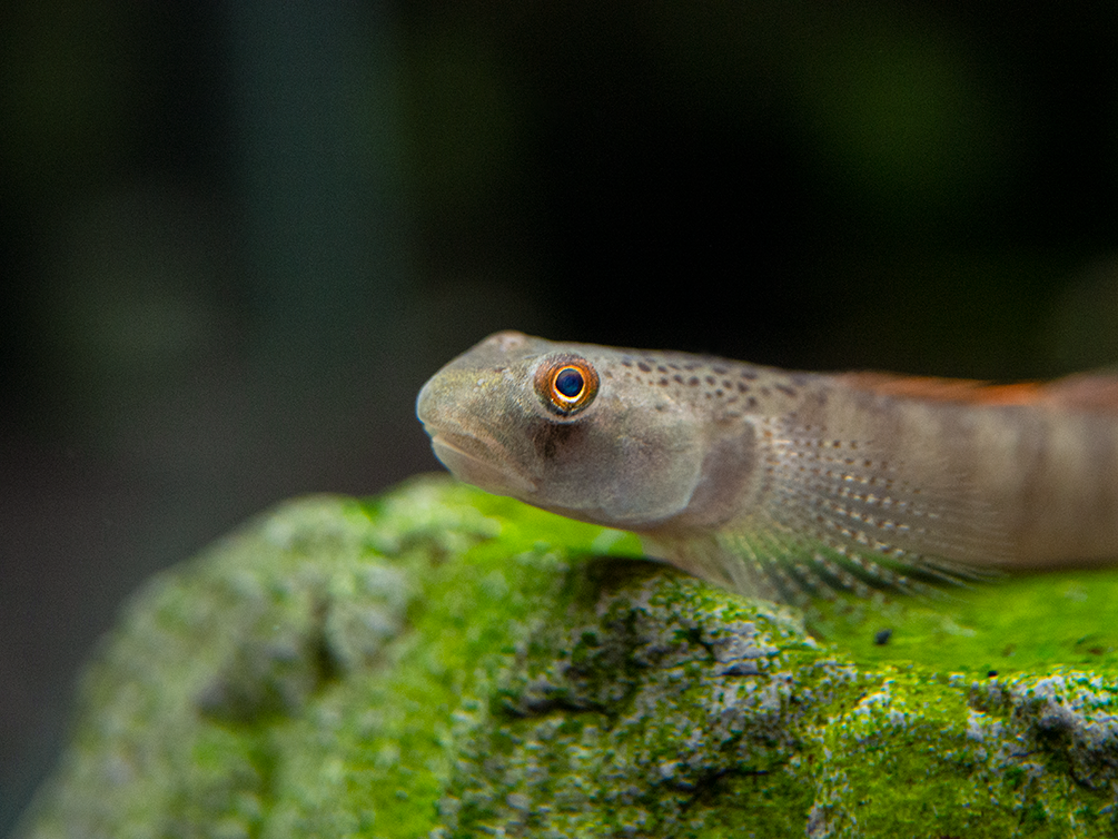 Orange Fin Stiphodon Goby (Stiphodon maculidorsalis)
