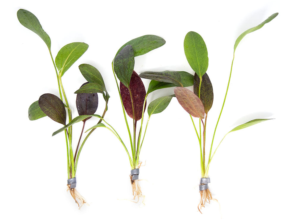 Red Flame Sword (Echinodorus schlueteri x E. barthii hybrid) - Bare Root