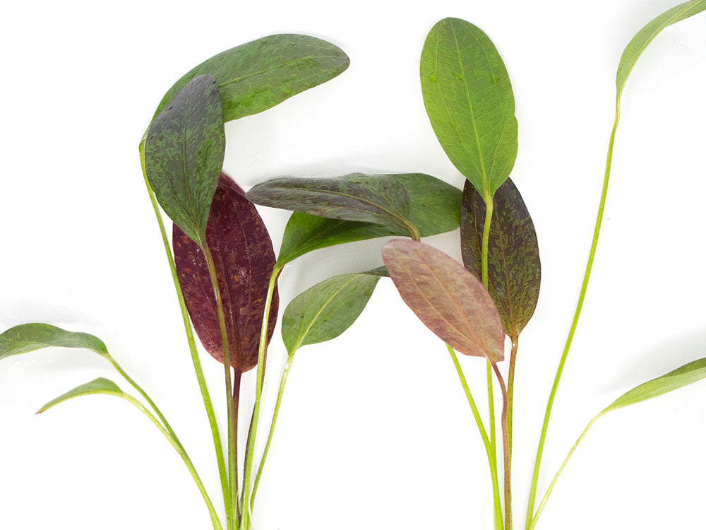Red Flame Sword (Echinodorus schlueteri x E. barthii hybrid) - Bare Root