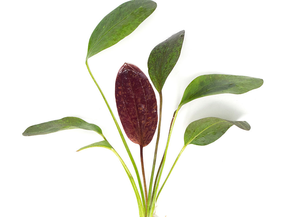 Red Flame Sword (Echinodorus schlueteri x E. barthii hybrid) - Bare Root