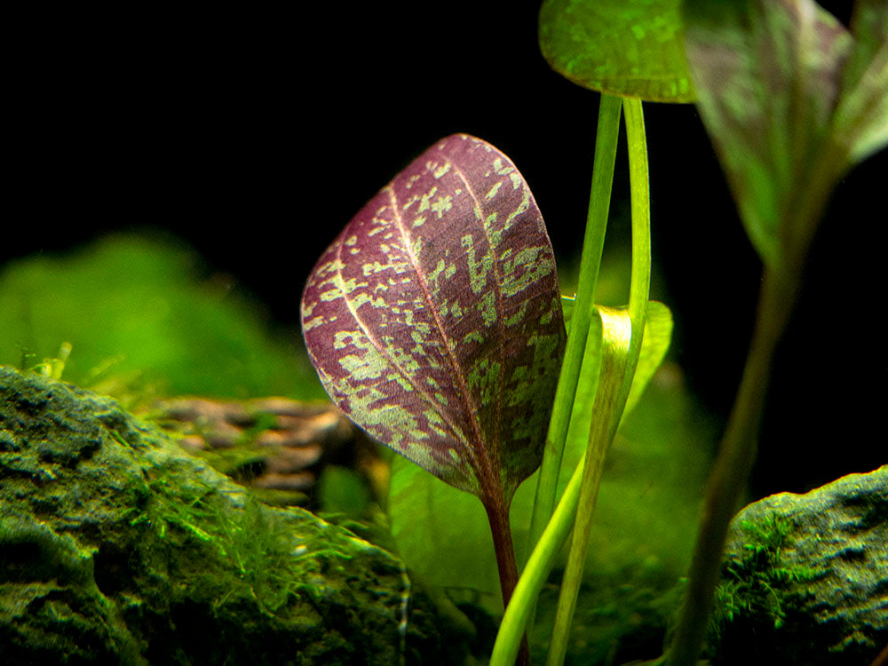 Red Flame Sword (Echinodorus schlueteri x E. barthii hybrid) - Bare Root