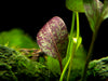 Red Flame Sword (Echinodorus schlueteri x E. barthii hybrid) - Bare Root