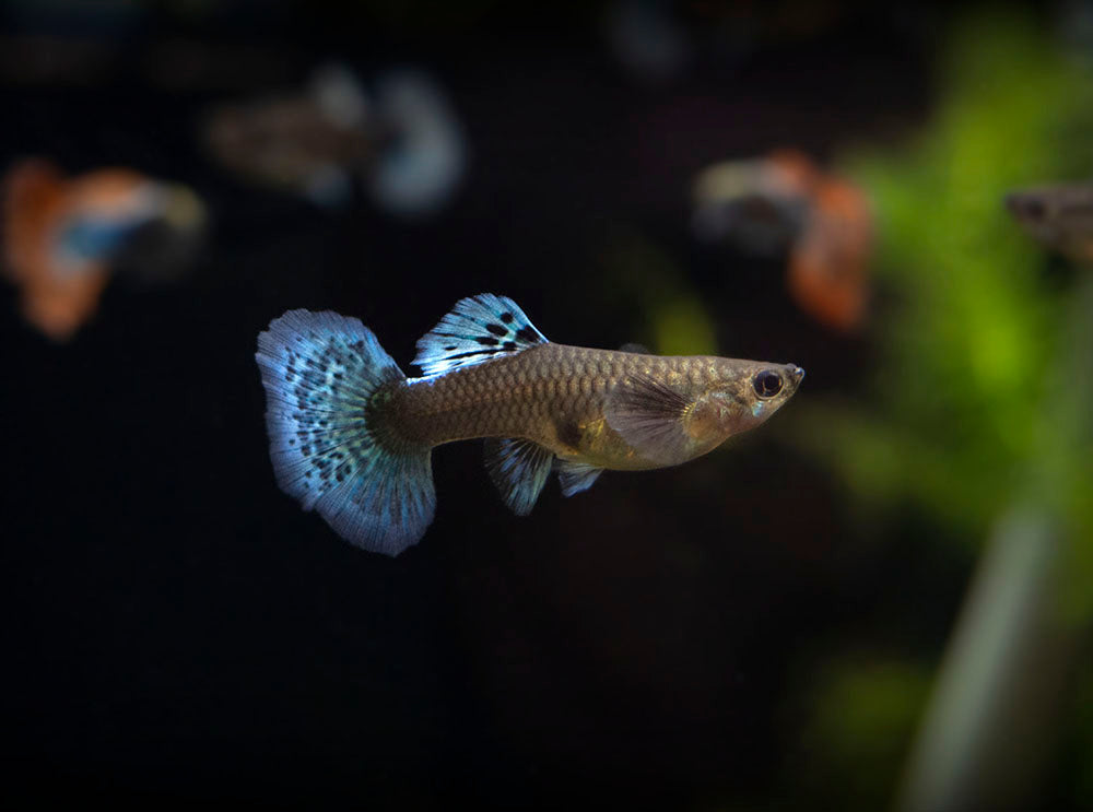 Red Mosaic Dumbo Guppy (Poecilia reticulata), Males and Females, Tank-Bred