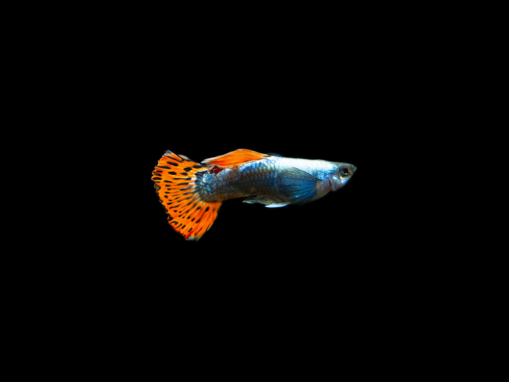 Red Mosaic Dumbo Guppy (Poecilia reticulata), Males and Females, Tank-Bred