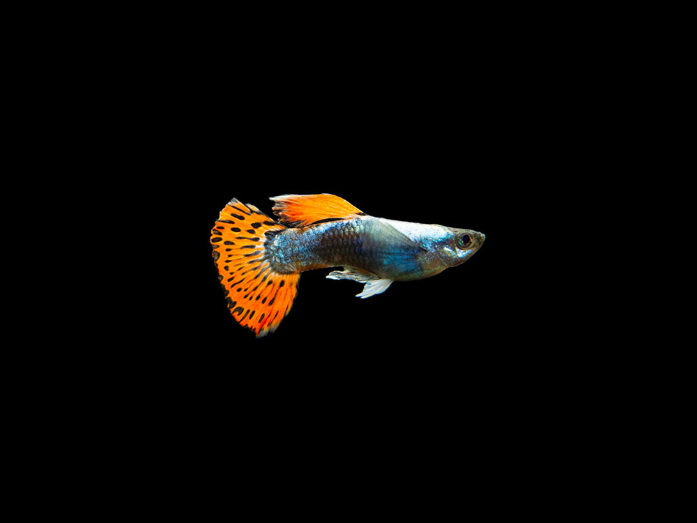 Red Mosaic Dumbo Guppy (Poecilia reticulata), Males and Females, Tank-Bred