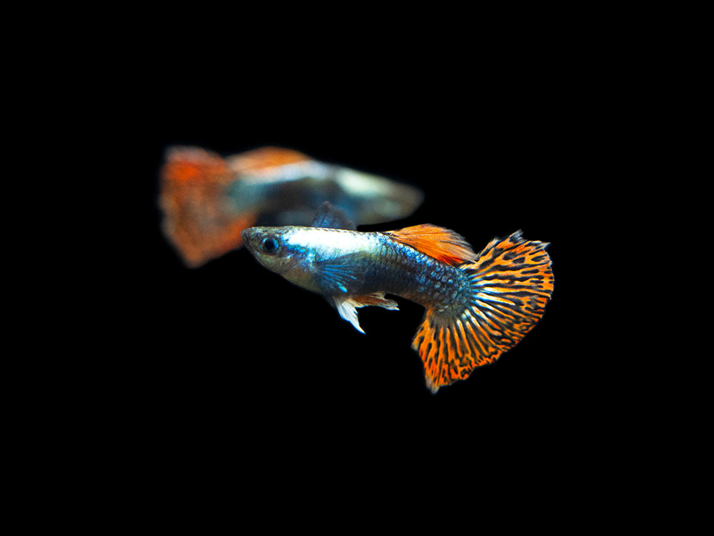 Red Mosaic Dumbo Guppy (Poecilia reticulata), Males and Females, Tank-Bred