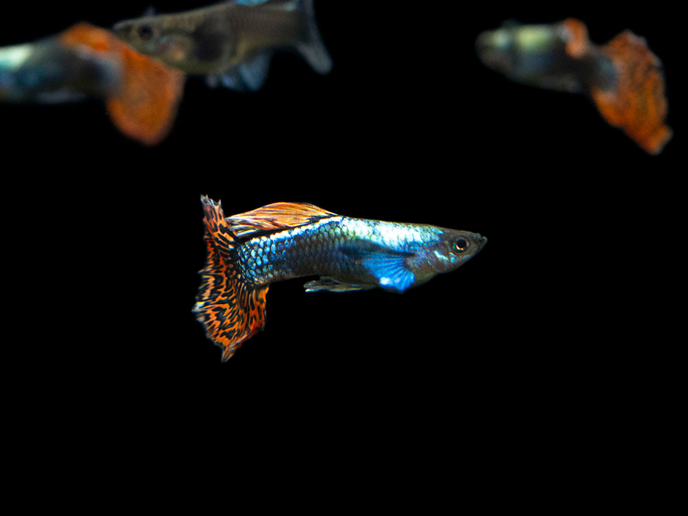 Red Mosaic Dumbo Guppy (Poecilia reticulata), Males and Females, Tank-Bred