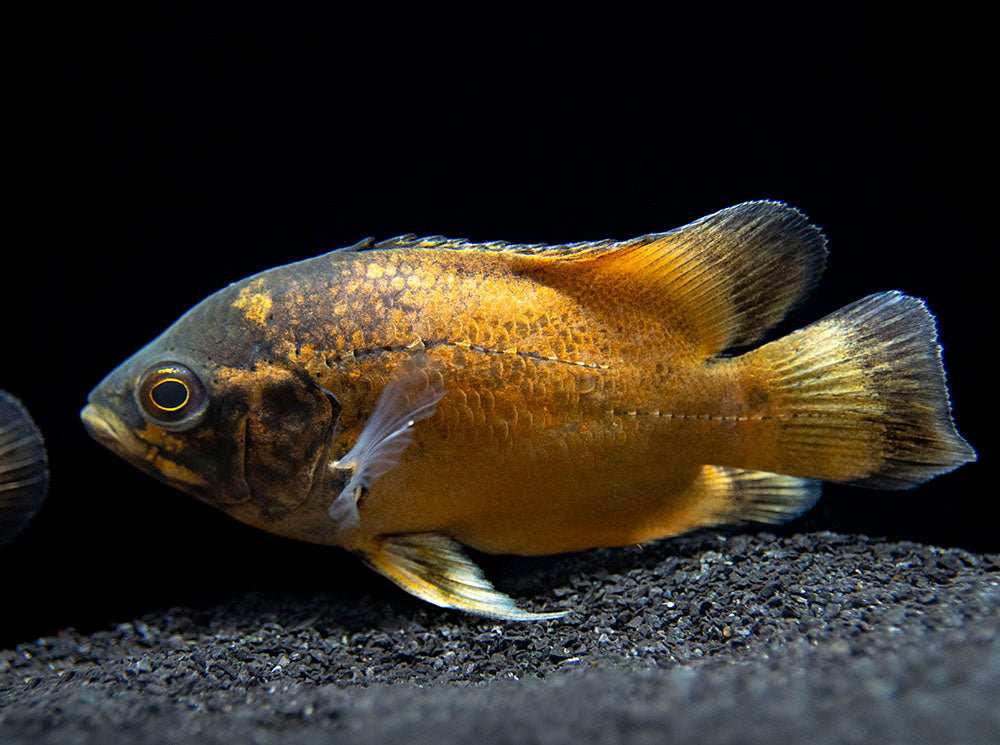 Red Oscar (Astronotus ocellatus), Tank-Bred