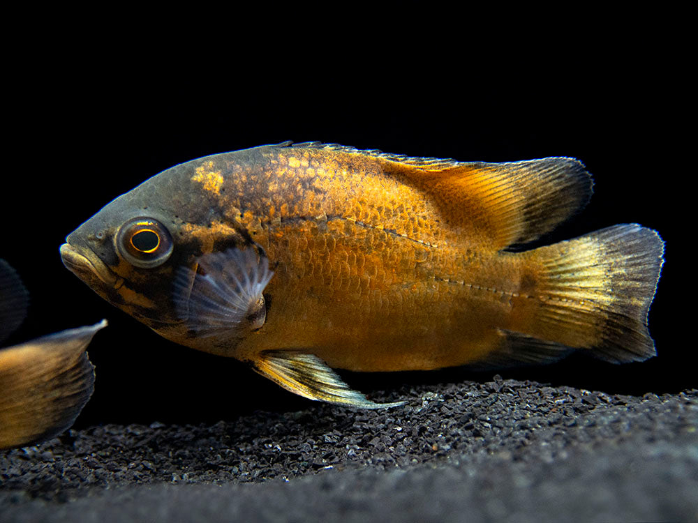 Red Oscar (Astronotus ocellatus), Tank-Bred