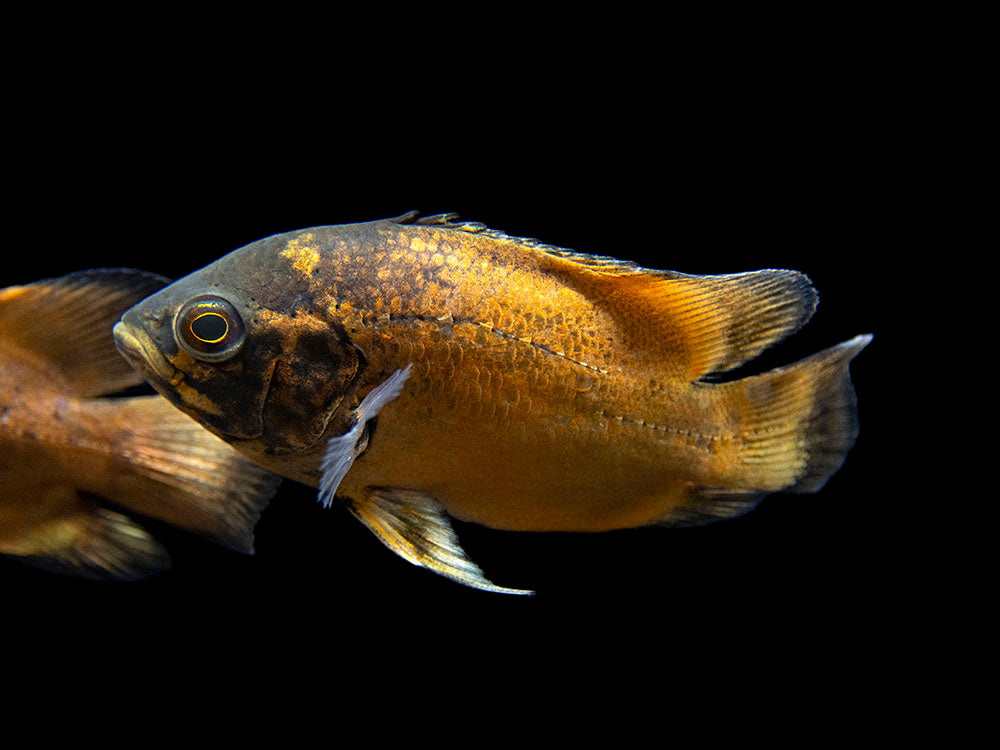 Red Oscar (Astronotus ocellatus), Tank-Bred