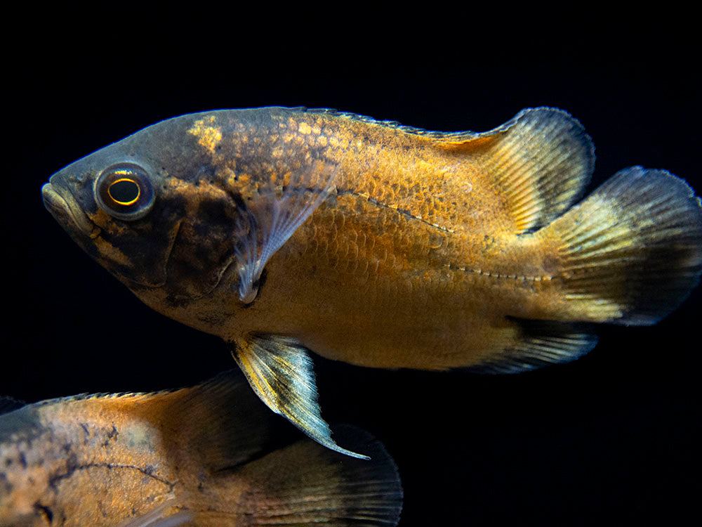 Red Oscar (Astronotus ocellatus), Tank-Bred