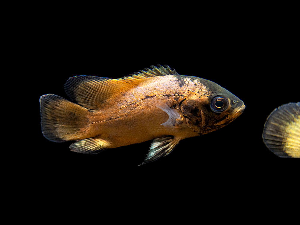 Red Oscar (Astronotus ocellatus), Tank-Bred