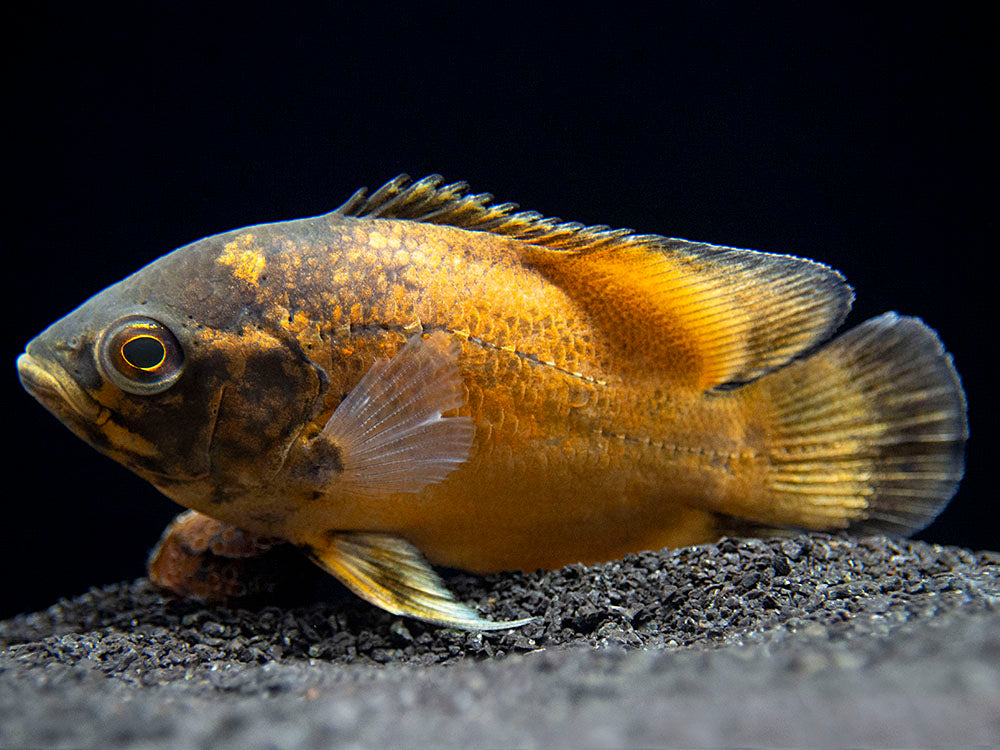 Red Oscar (Astronotus ocellatus), Tank-Bred