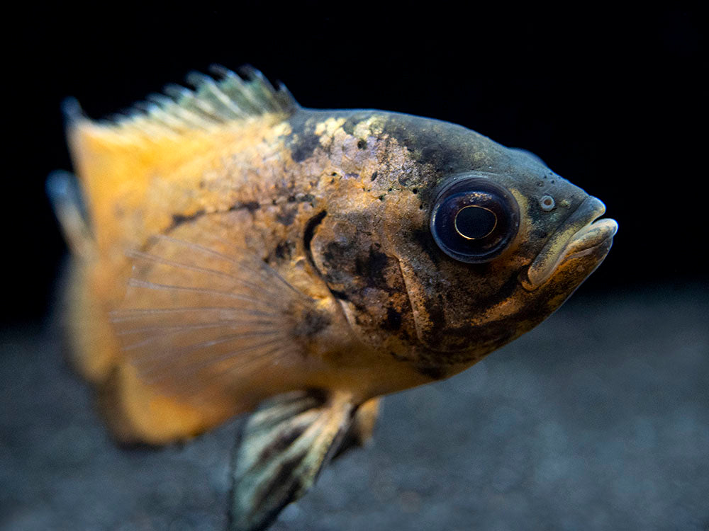 Red Oscar (Astronotus ocellatus), Tank-Bred