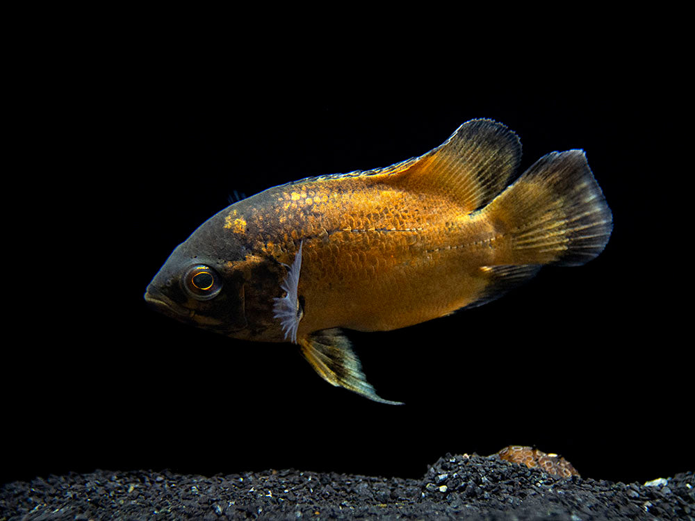 Red Oscar (Astronotus ocellatus), Tank-Bred