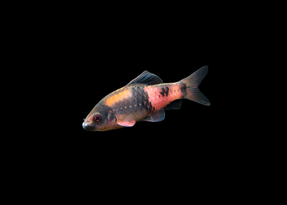 Red Panda AKA Melon Barb (Haludaria fasciata)