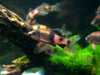 Red Panda AKA Melon Barb (Haludaria fasciata)