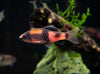Red Panda AKA Melon Barb (Haludaria fasciata)
