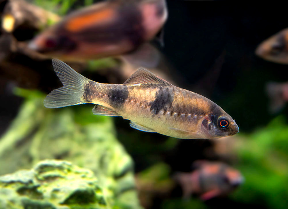 Red Panda AKA Melon Barb (Haludaria fasciata)