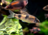 Red Panda AKA Melon Barb (Haludaria fasciata)