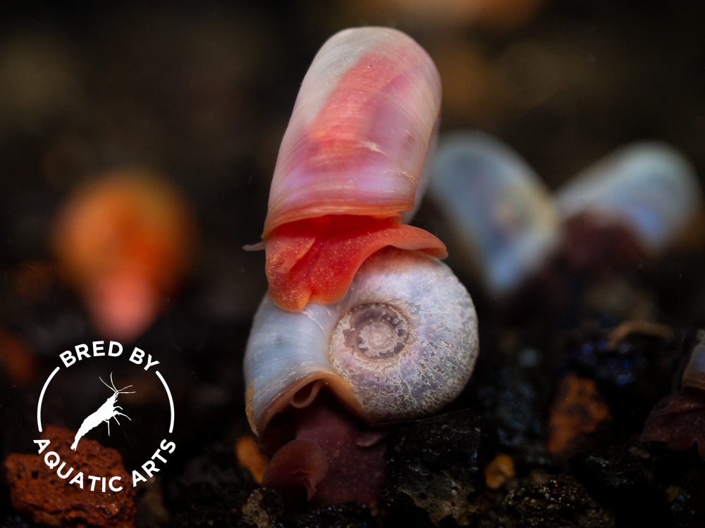 Red & Blue Ramshorn Combo (Planorbarius corneus), BREDBY: Aquatic Arts