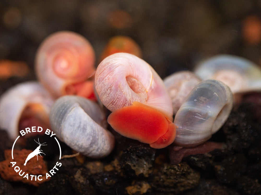 Red & Blue Ramshorn Combo (Planorbarius corneus), BREDBY: Aquatic Arts