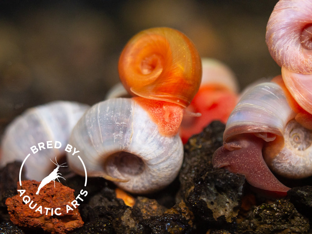 Red & Blue Ramshorn Combo (Planorbarius corneus), BREDBY: Aquatic Arts