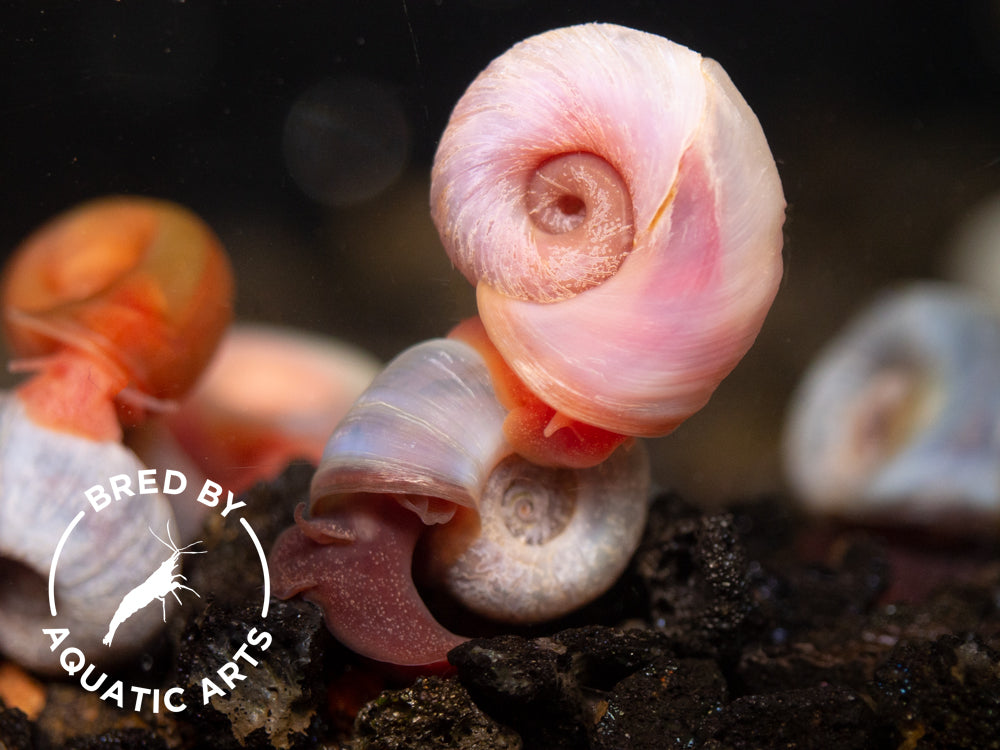 Pink Snail Shell Great Pink Sea Snail
