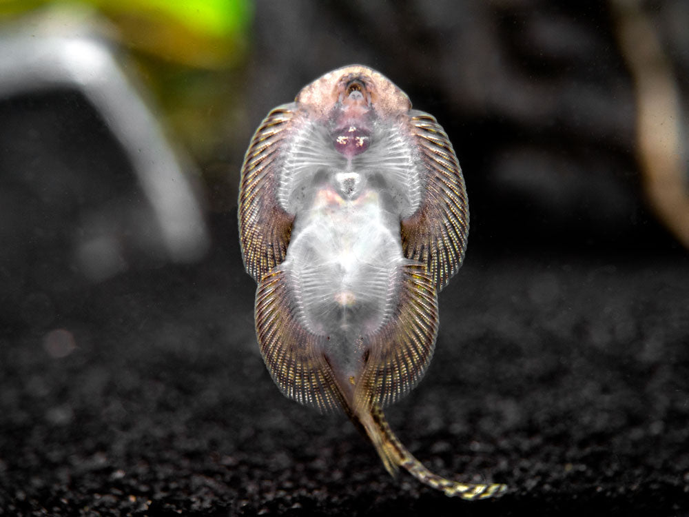 Reticulated Hillstream Loach (Sewellia lineolata)