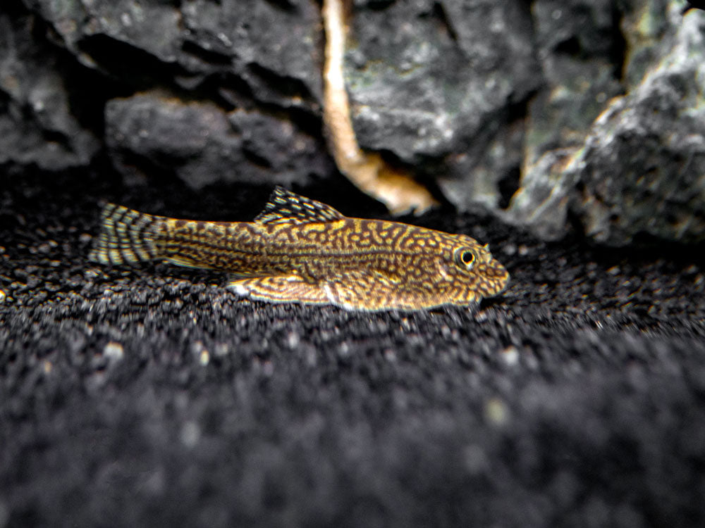 Reticulated Hillstream Loach (Sewellia lineolata)