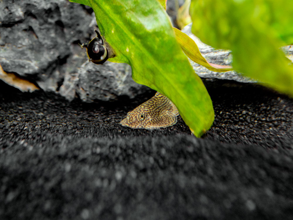 Reticulated Hillstream Loach (Sewellia lineolata)