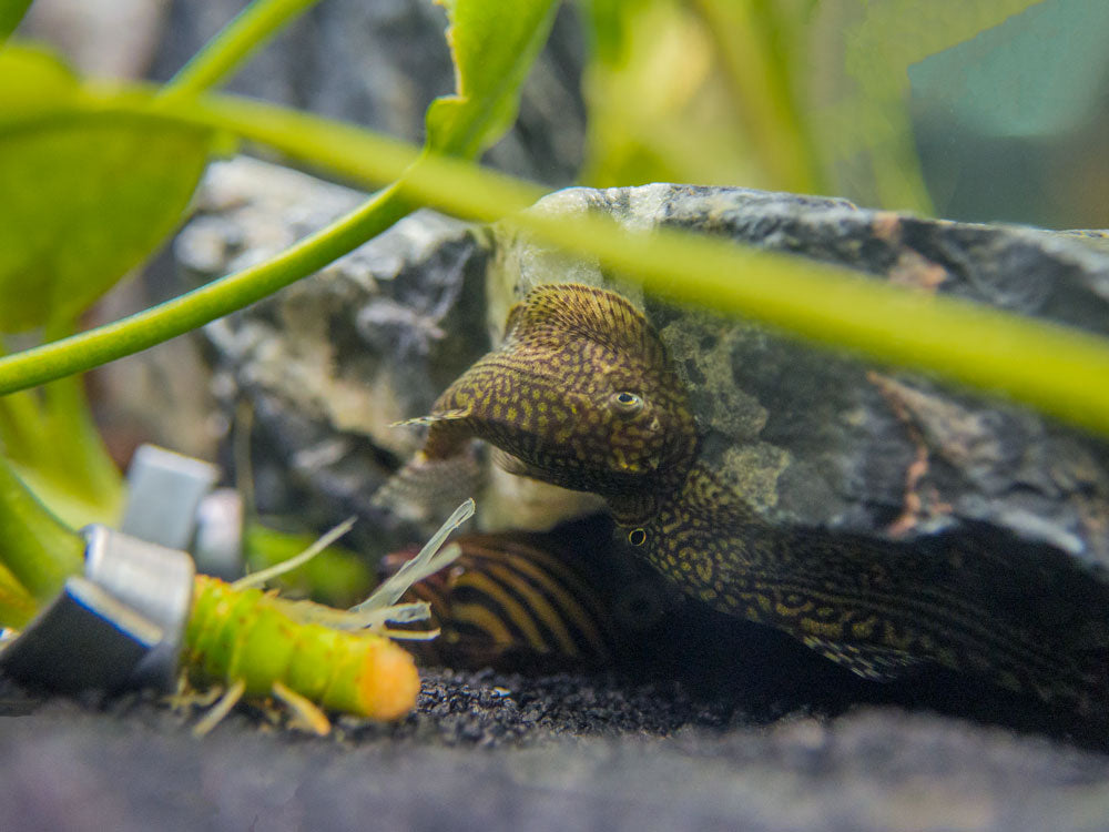 Reticulated Hillstream Loach (Sewellia lineolata)