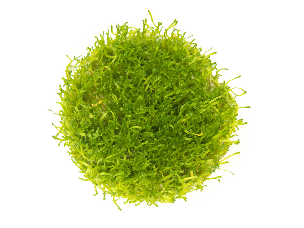 Crystalwort AKA Riccia (Riccia fluitans) Tissue Culture