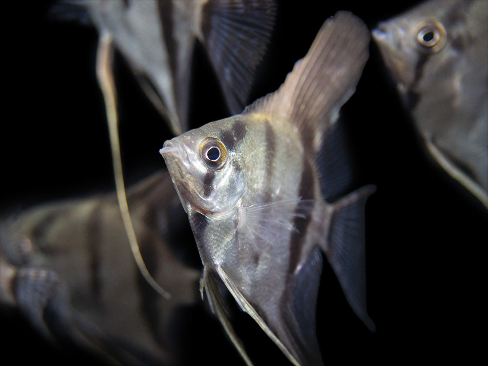 Rio Xingu Angelfish (Pterophyllum scalare), Tank-Bred