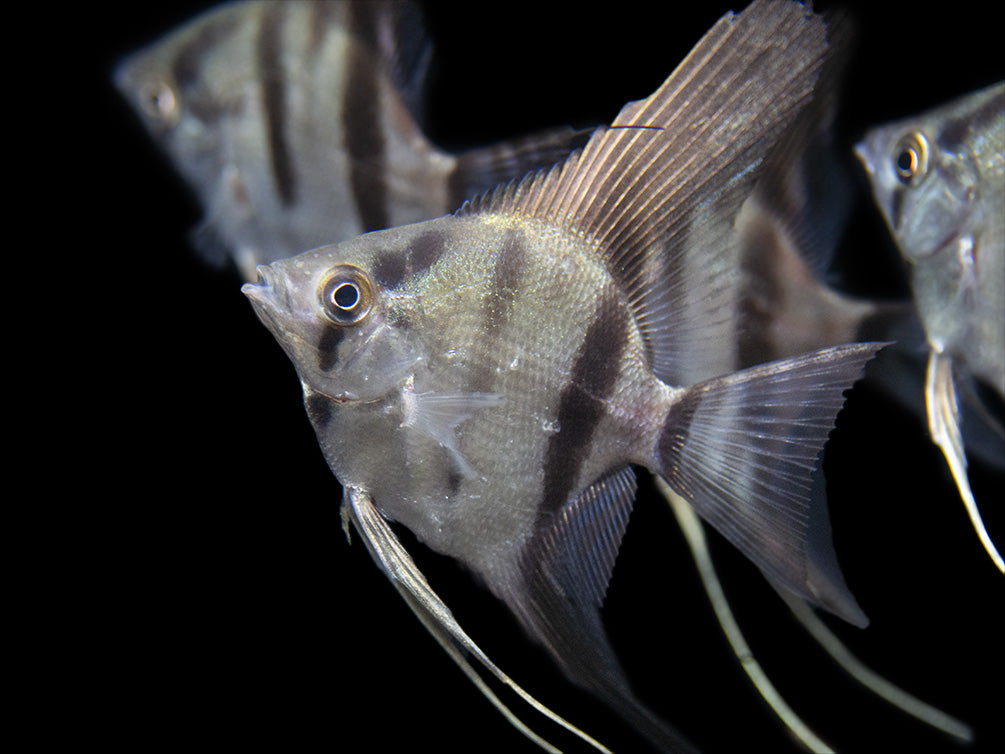 Rio Xingu Angelfish (Pterophyllum scalare), Tank-Bred