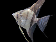 Rio Xingu Angelfish (Pterophyllum scalare), Tank-Bred