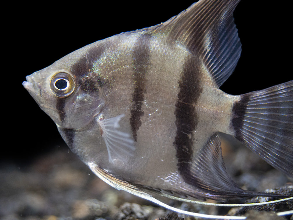 Rio Xingu Angelfish (Pterophyllum scalare), Tank-Bred