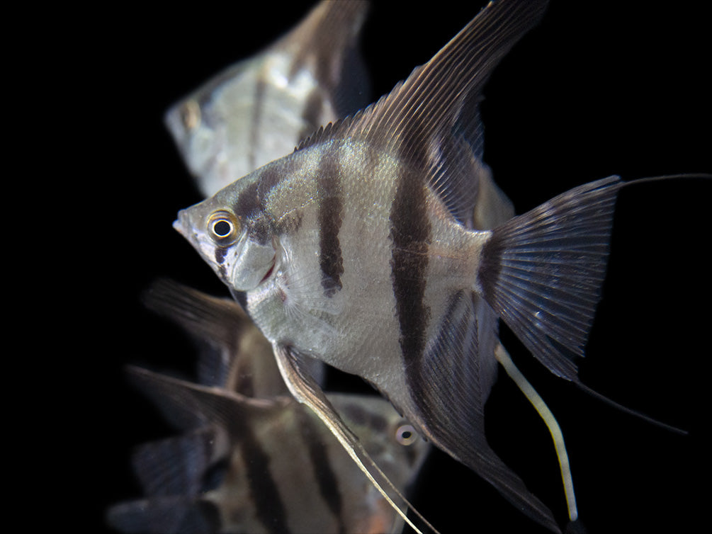 Rio Xingu Angelfish (Pterophyllum scalare), Tank-Bred