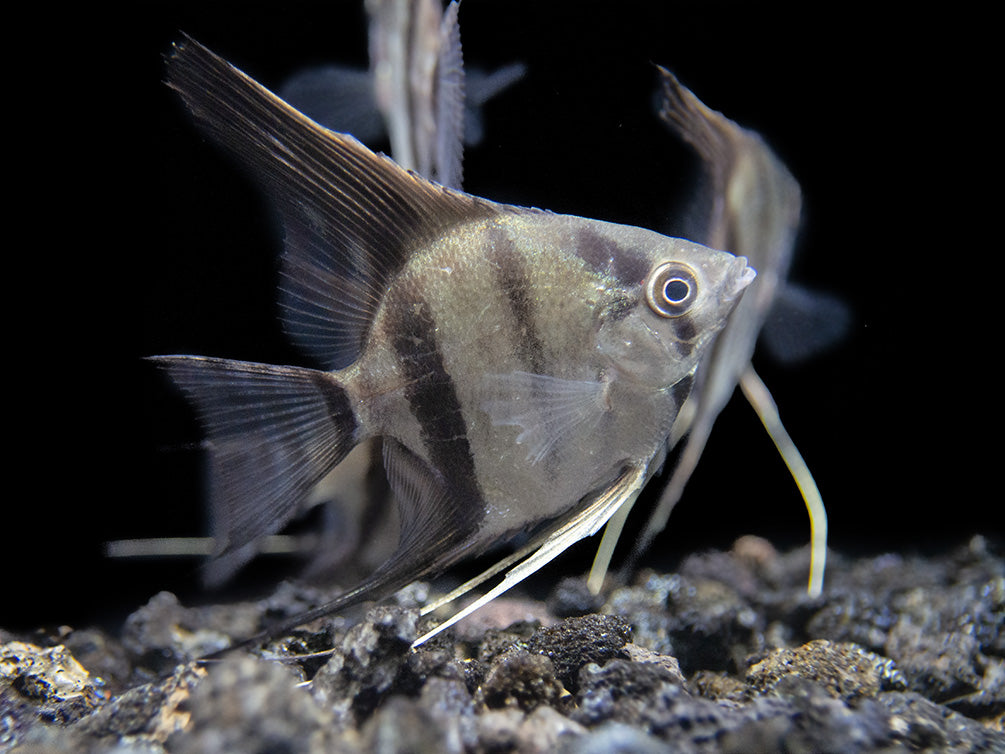 Rio Xingu Angelfish (Pterophyllum scalare), Tank-Bred